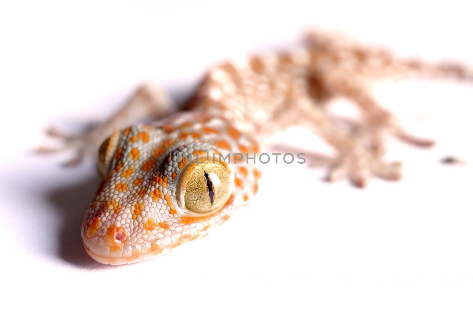 Gecko climbing on white background 