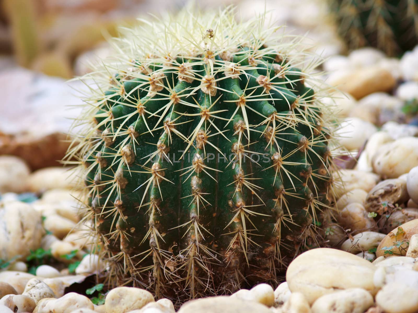 close up of globe shaped cactus with long thorns by gururugu