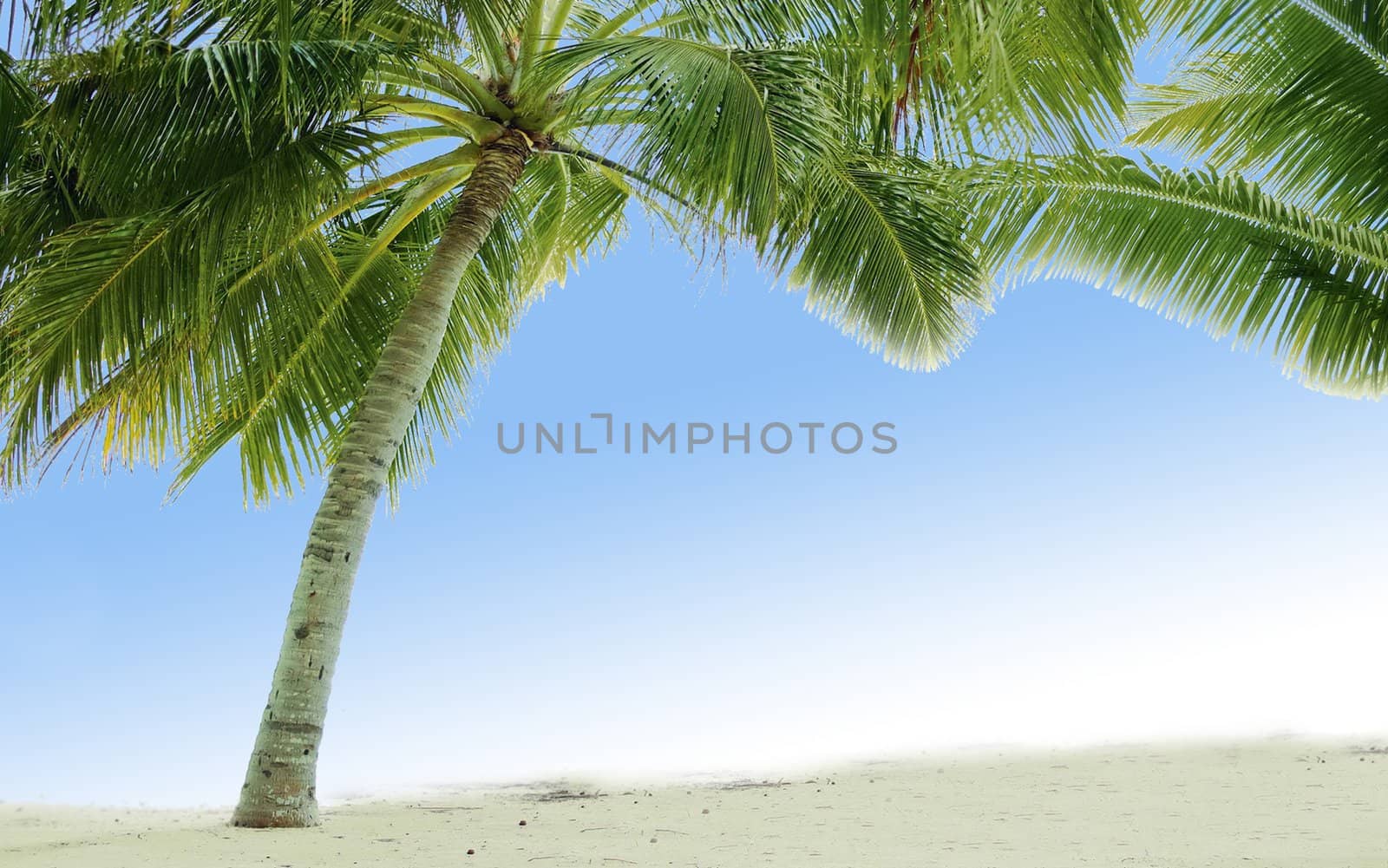 Beautiful tropical beach with palm trees  close up