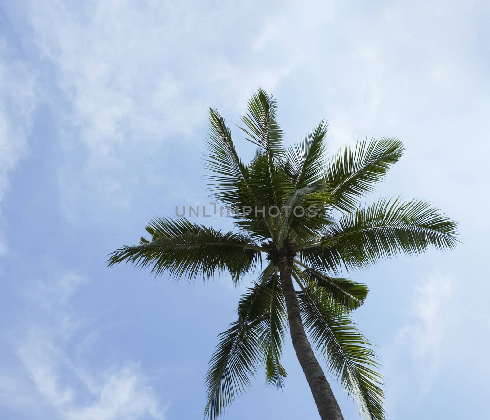 palm tree on blue sky and white clouds