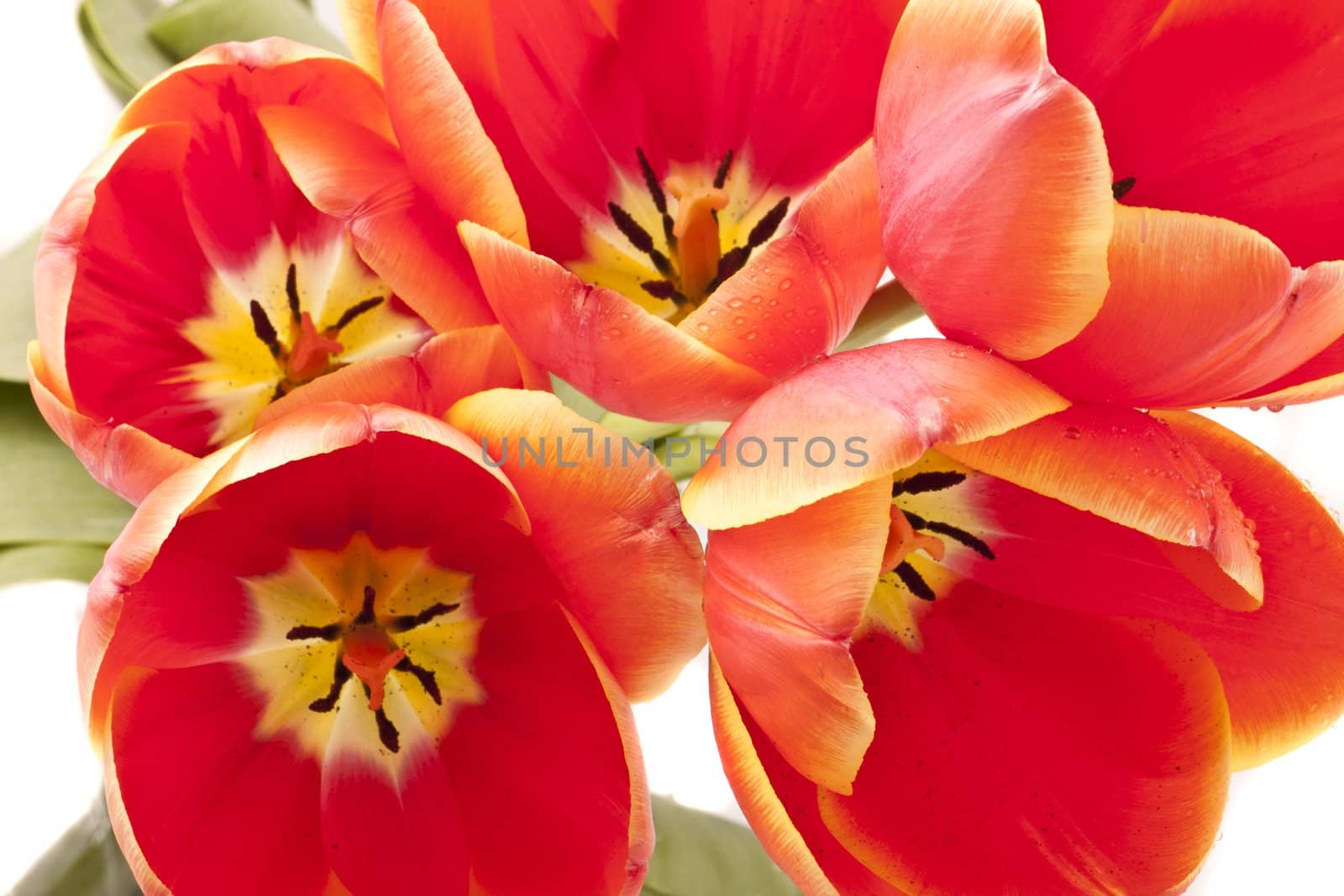 Beautiful red tulips close-up