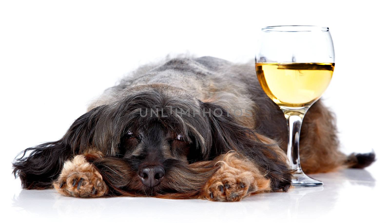 Dog with a wine glass. Small doggie. Decorative thoroughbred dog. Puppy of the Petersburg orchid. Shaggy doggie.