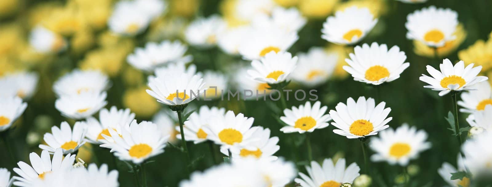 the flower chamomile close up by ozaiachin
