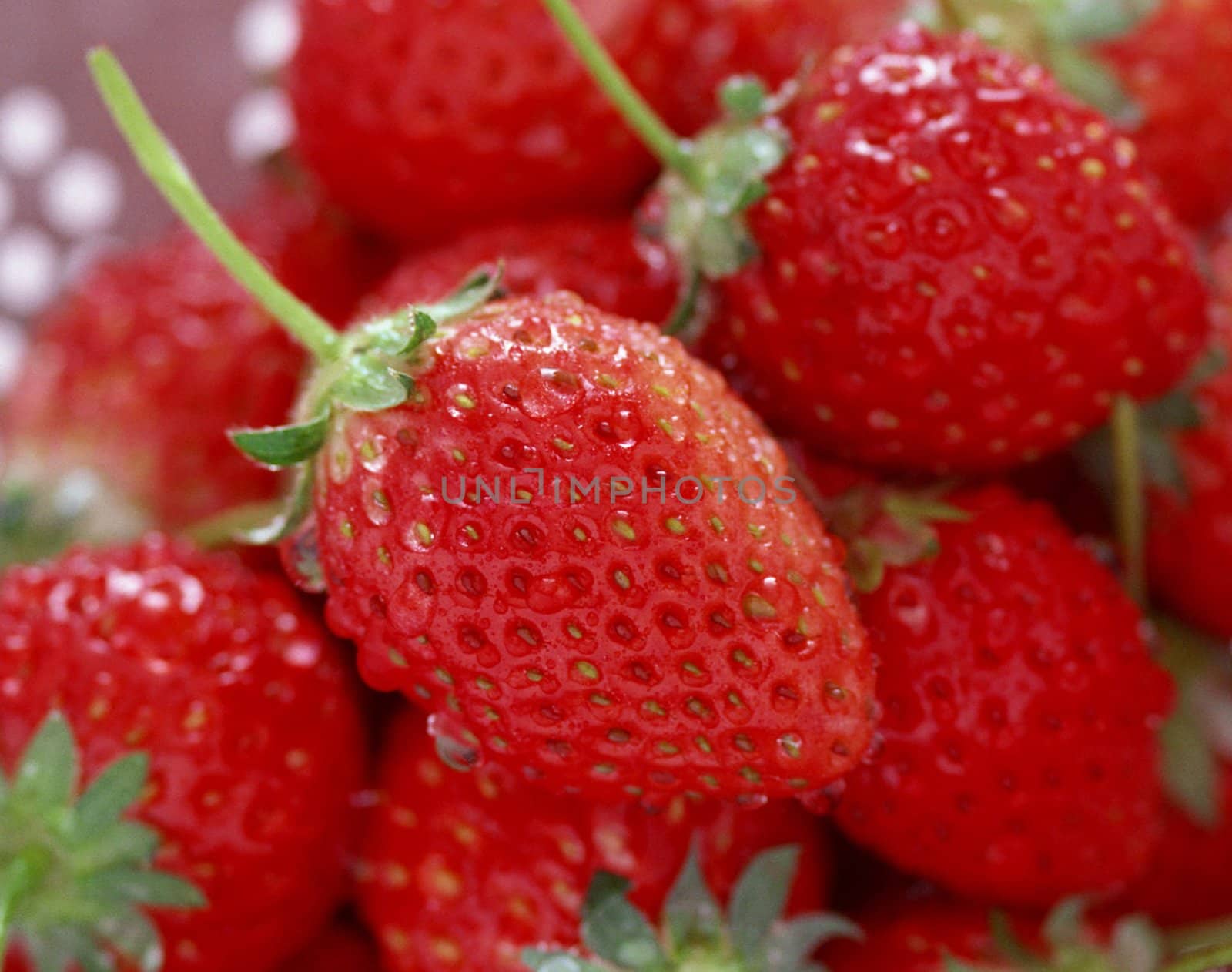 fresh strawberry close up isolated on fruits