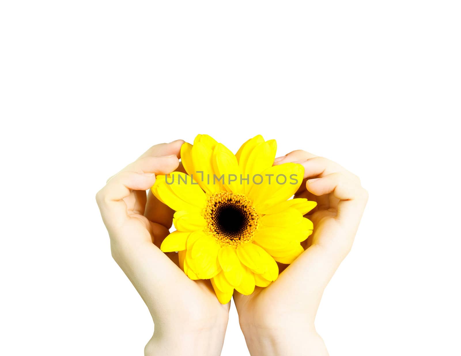sunflower like the sun in hands isolated on white