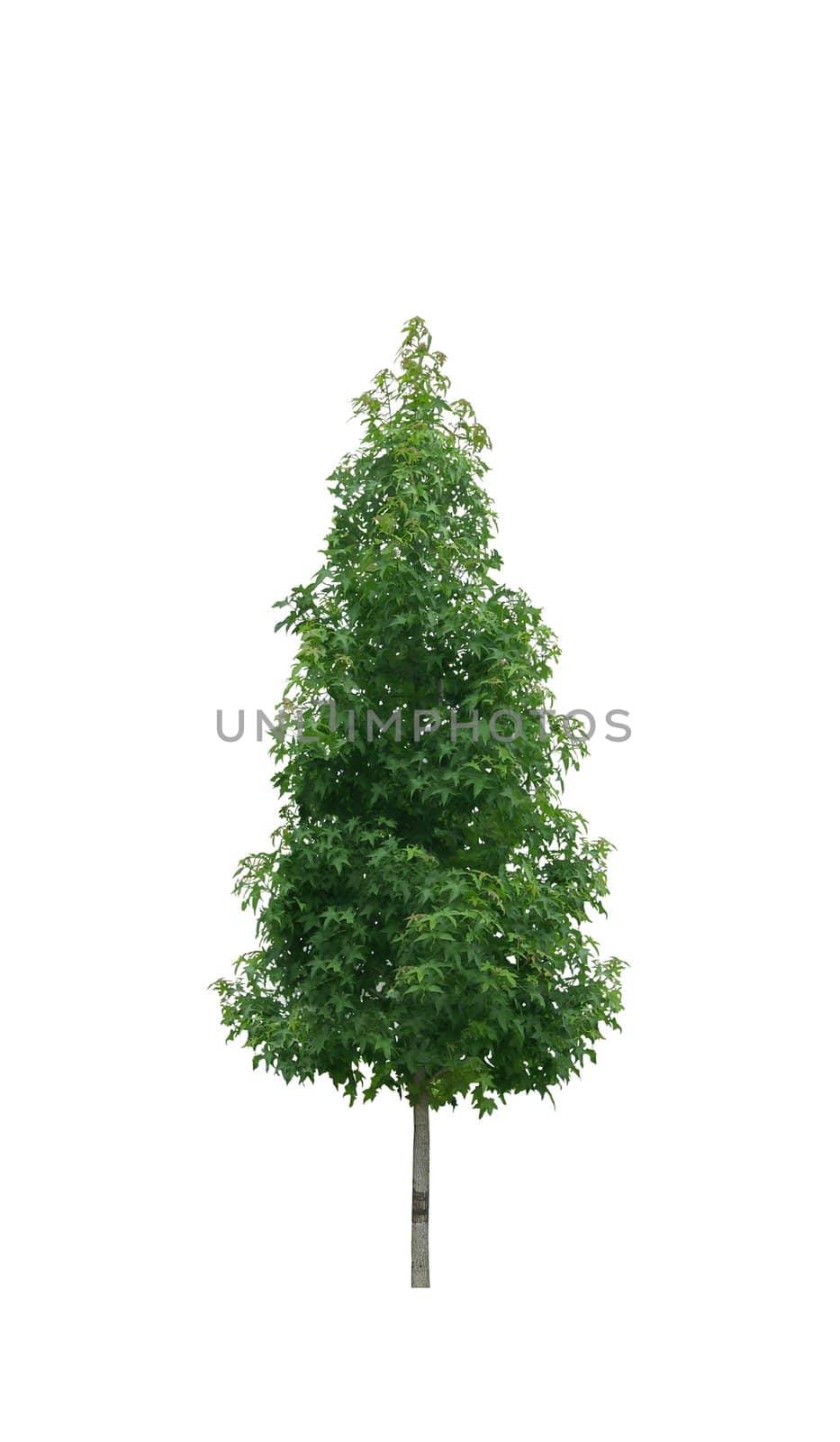 Single young tree with green leaves isolated on white background