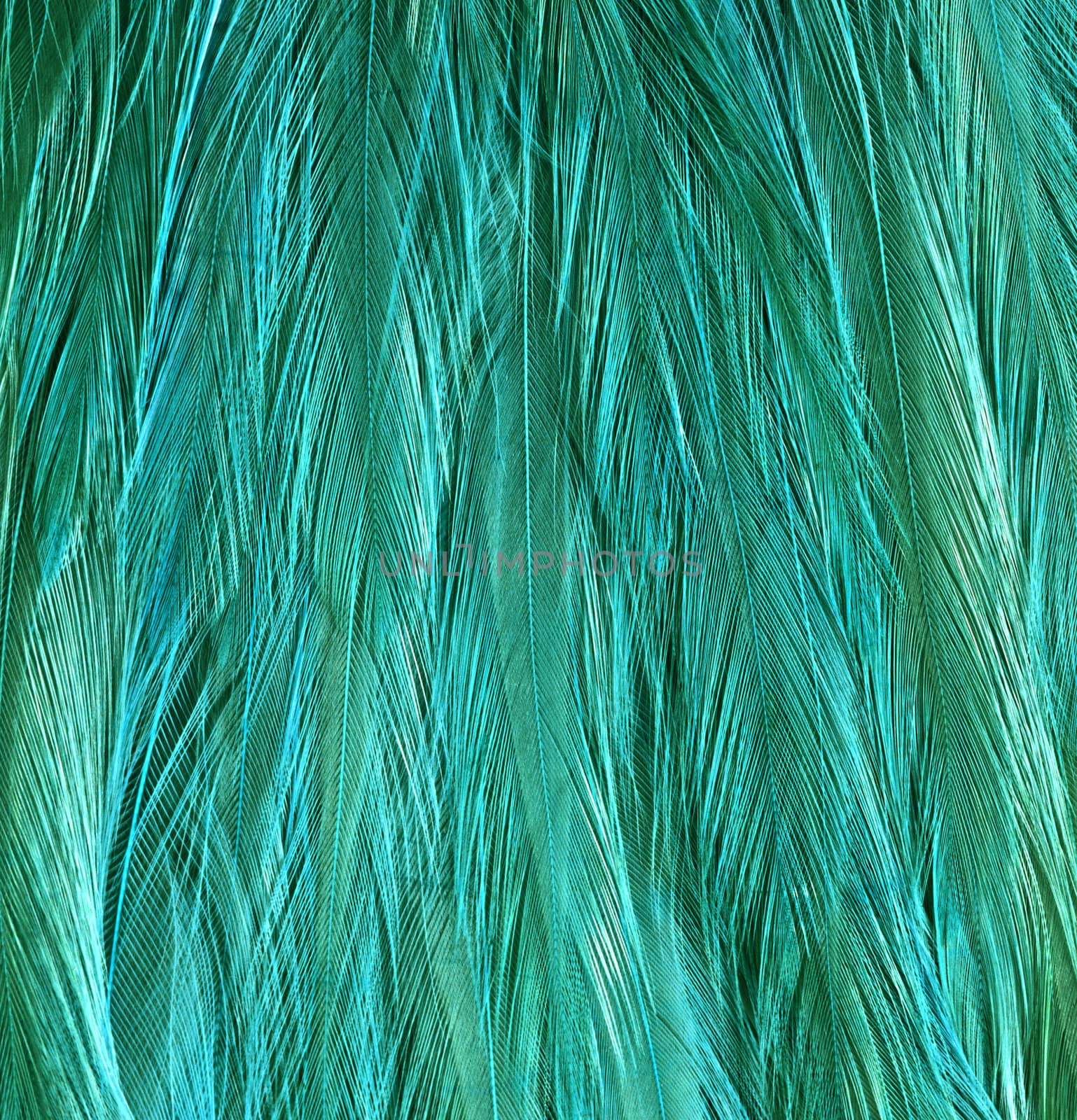 Close-up of peacock feathers animal, attraction