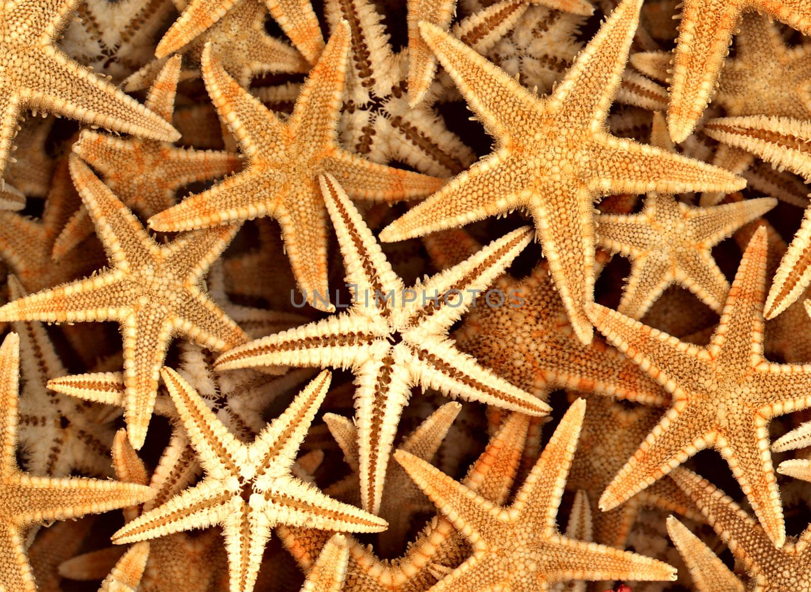 Starfish on the Beach aquatic, beach, beautiful, beauty, blue,