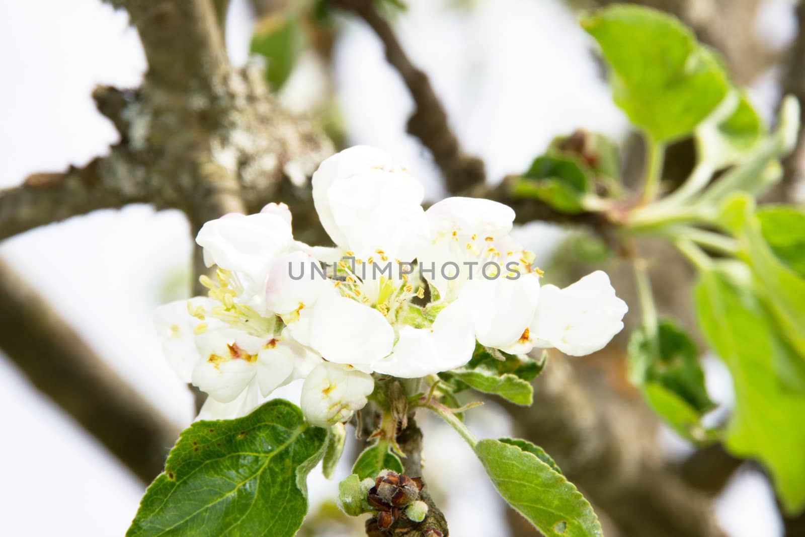 Sour cherry