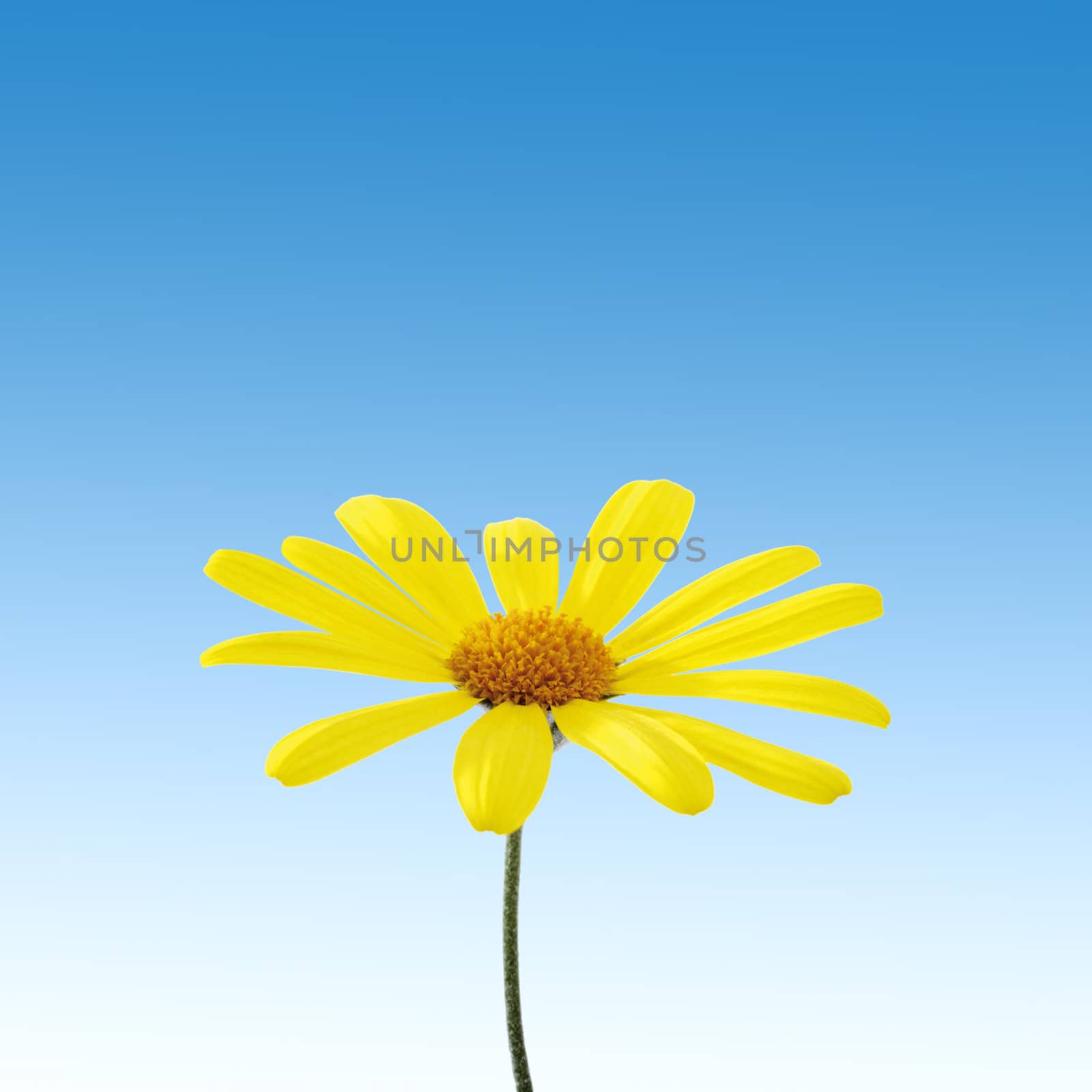 yellow flower on sky