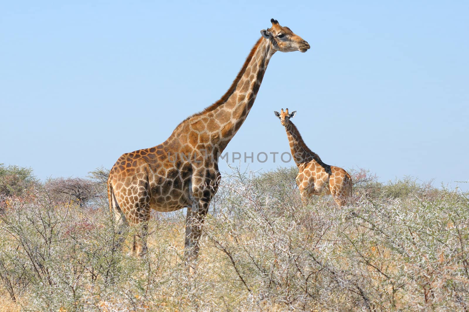 Giraffes in the Etosha National Park, Namibia