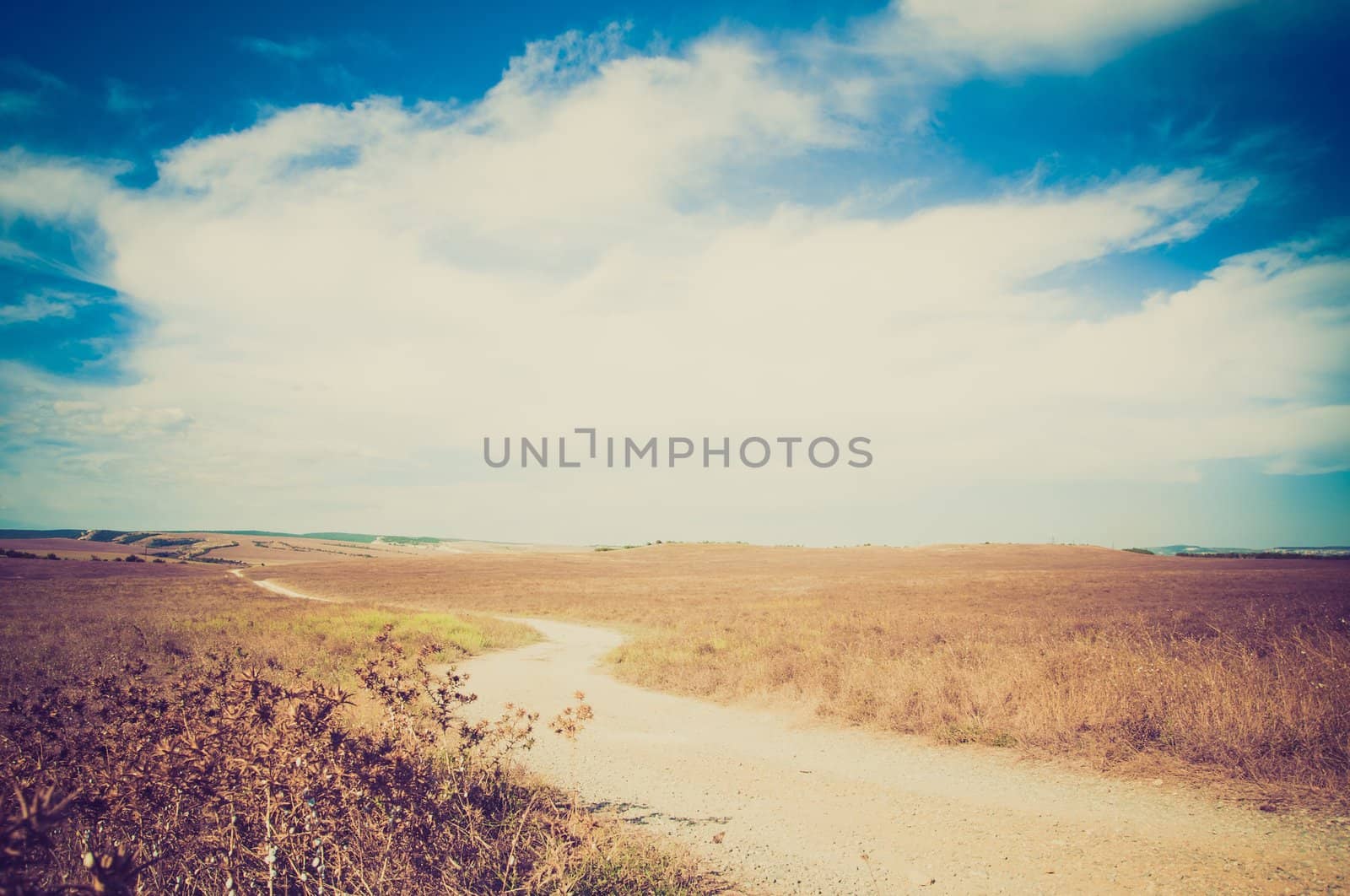 Country road through the fields