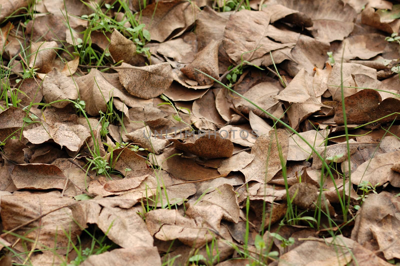 Brown leaves background. Autumn season abstract texture.