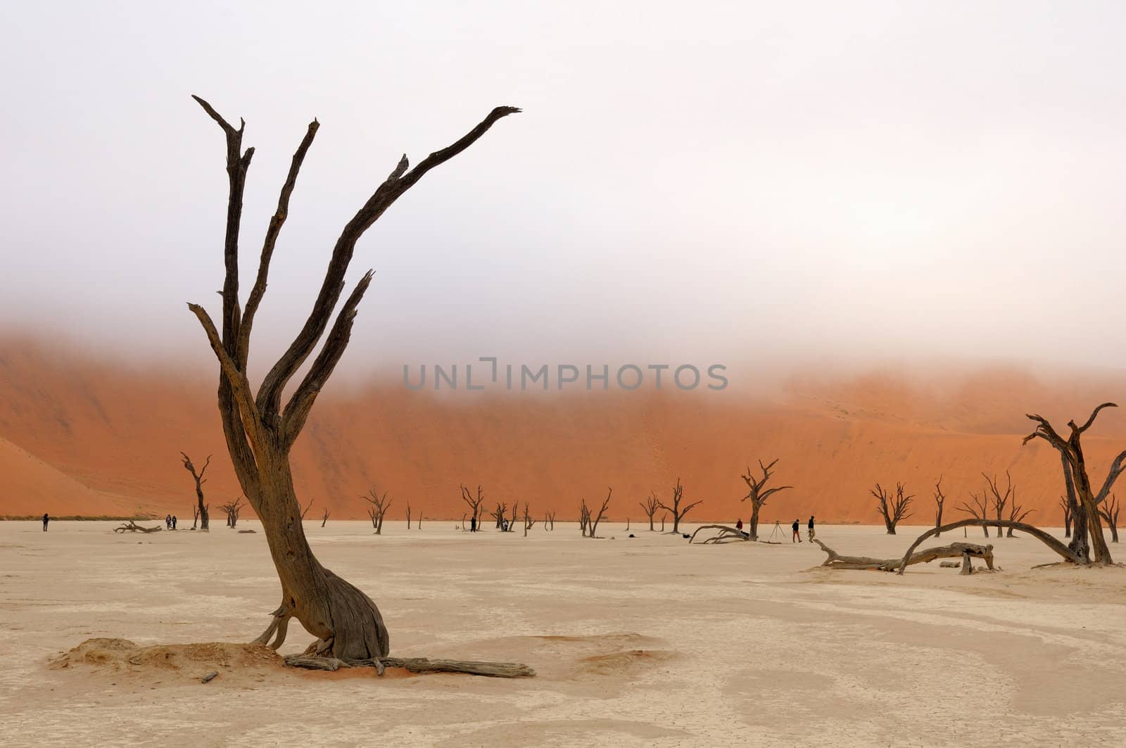 Tree skeleton at Deadvlei near Sossusvlei, Namibia