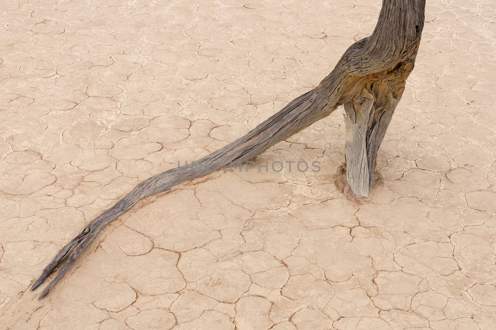 Tree skeleton and a bare root at Deadvlei near Sossusvlei, Namibia