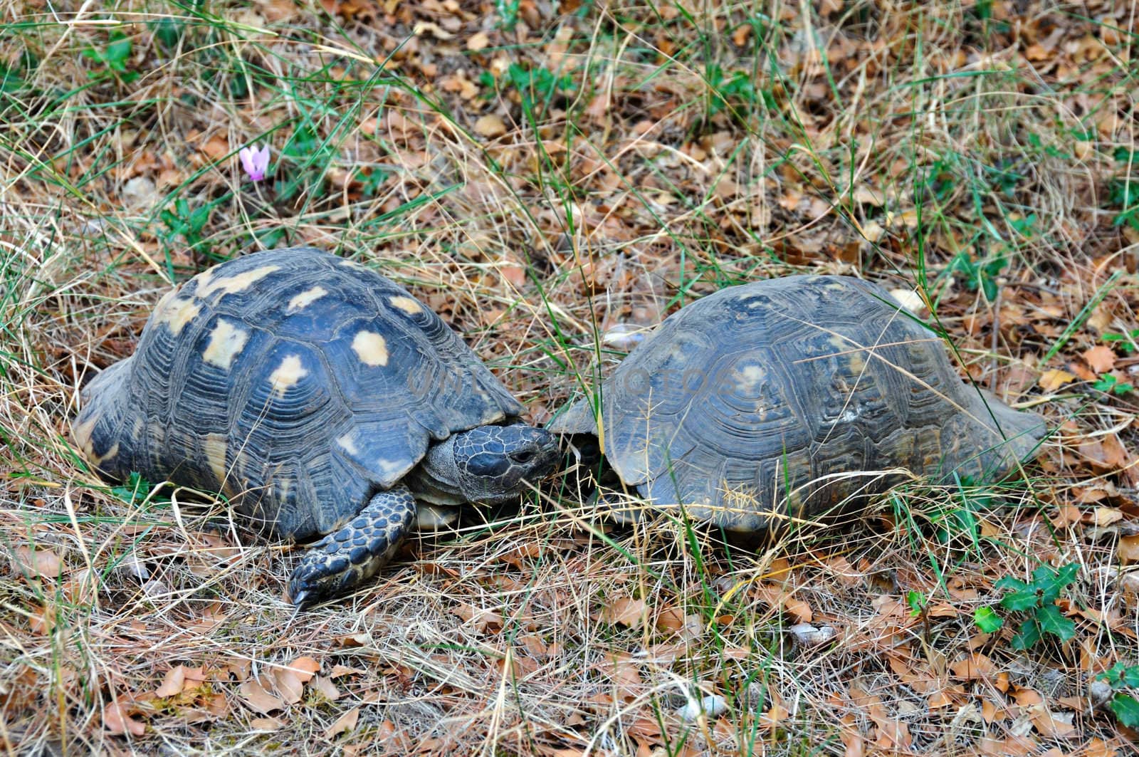 Two forest turtles in natural habitat, one hidden in shell.