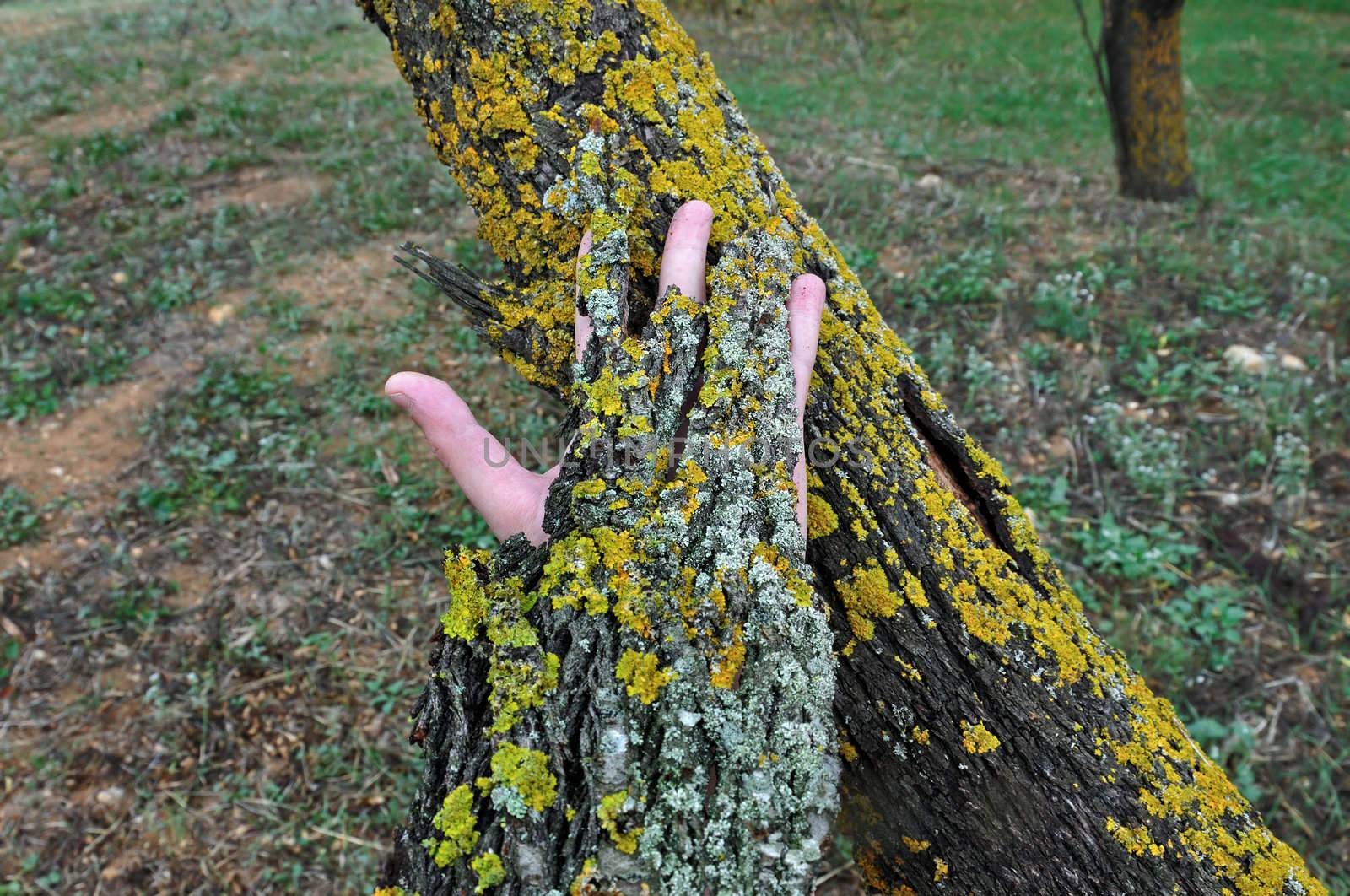 Human hand covered with bark peel touching a tree trunk.