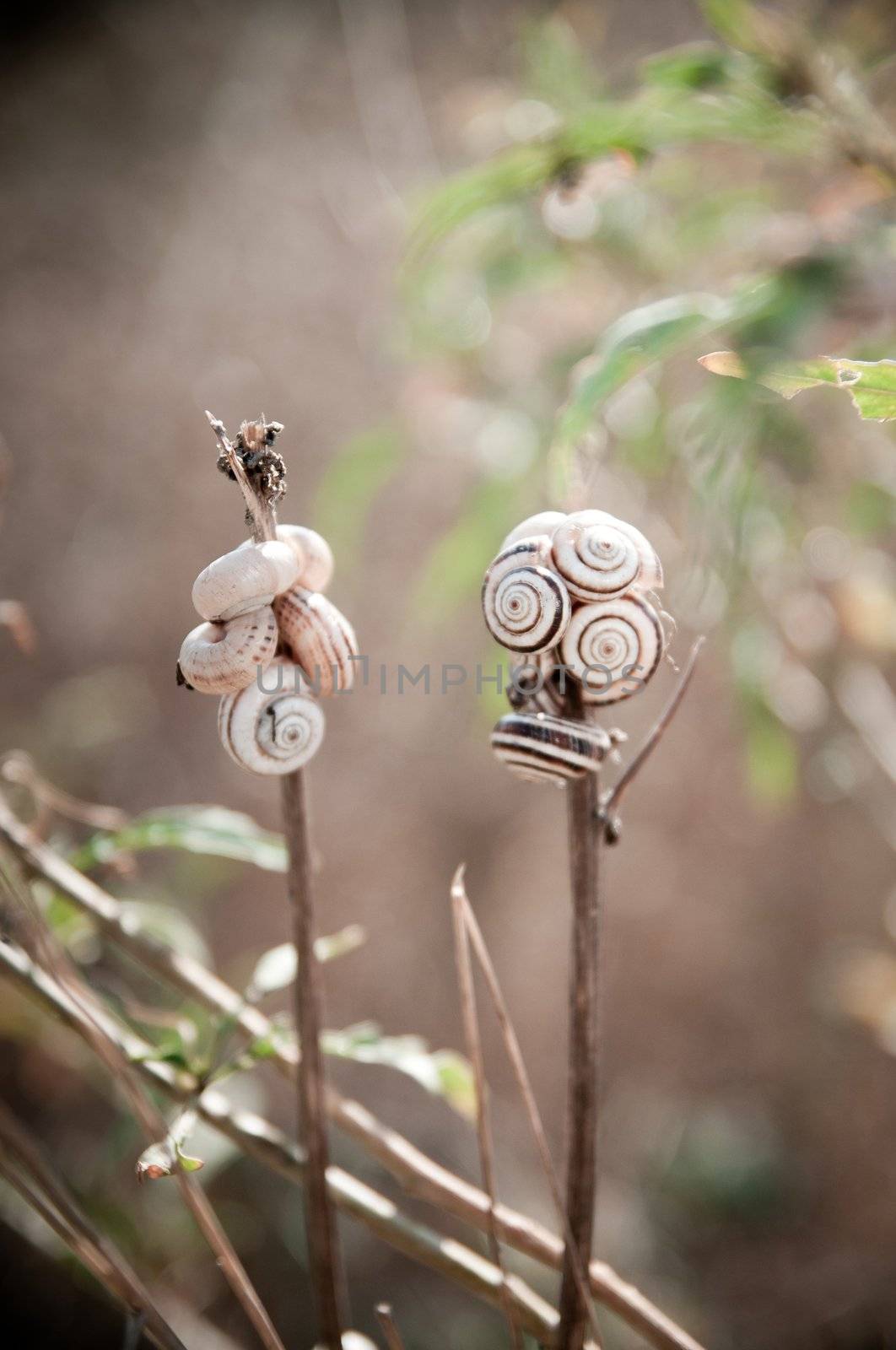 small snails by GekaSkr