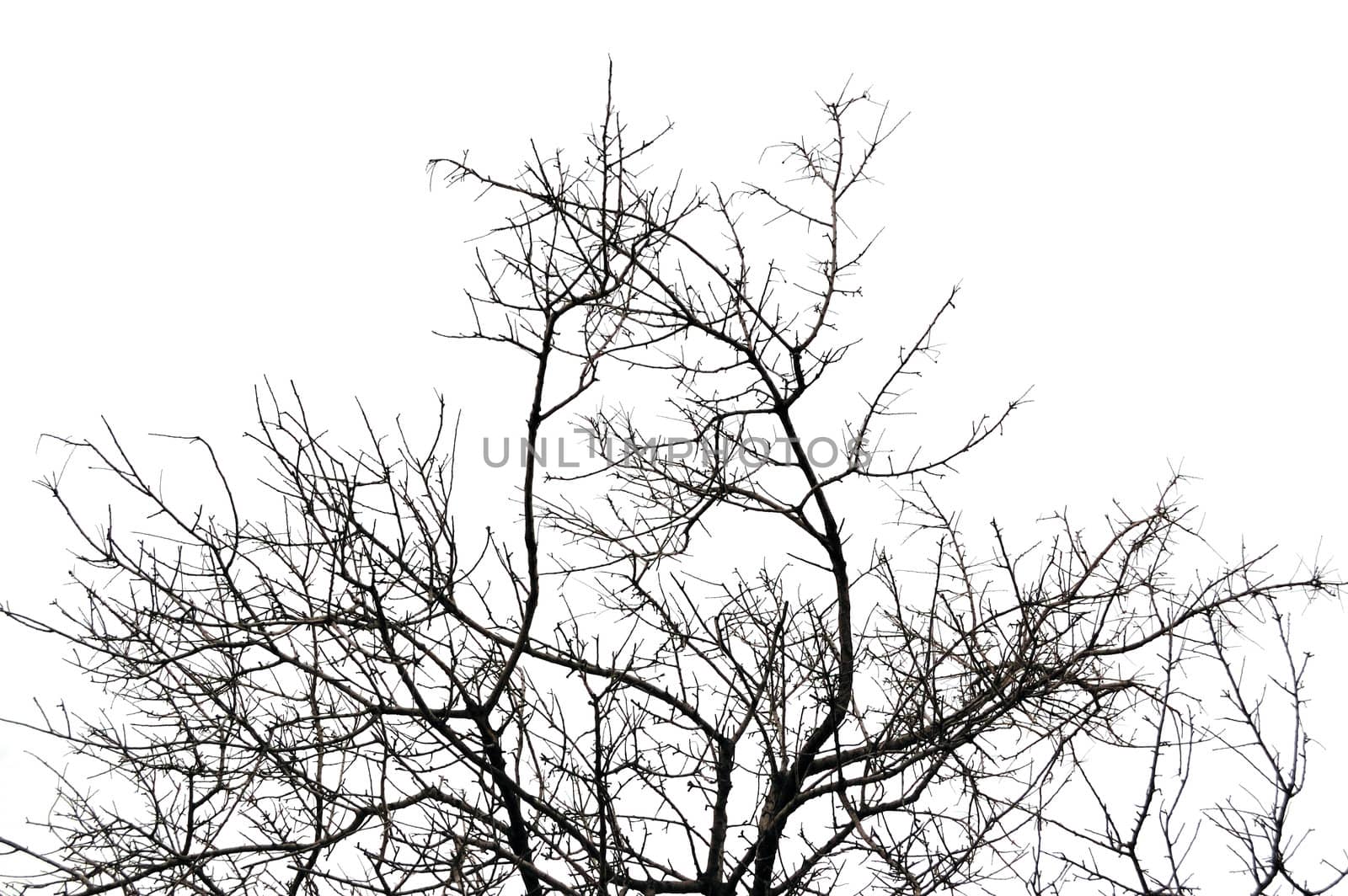 Leafless deciduous tree branches silhouette. Black and white.