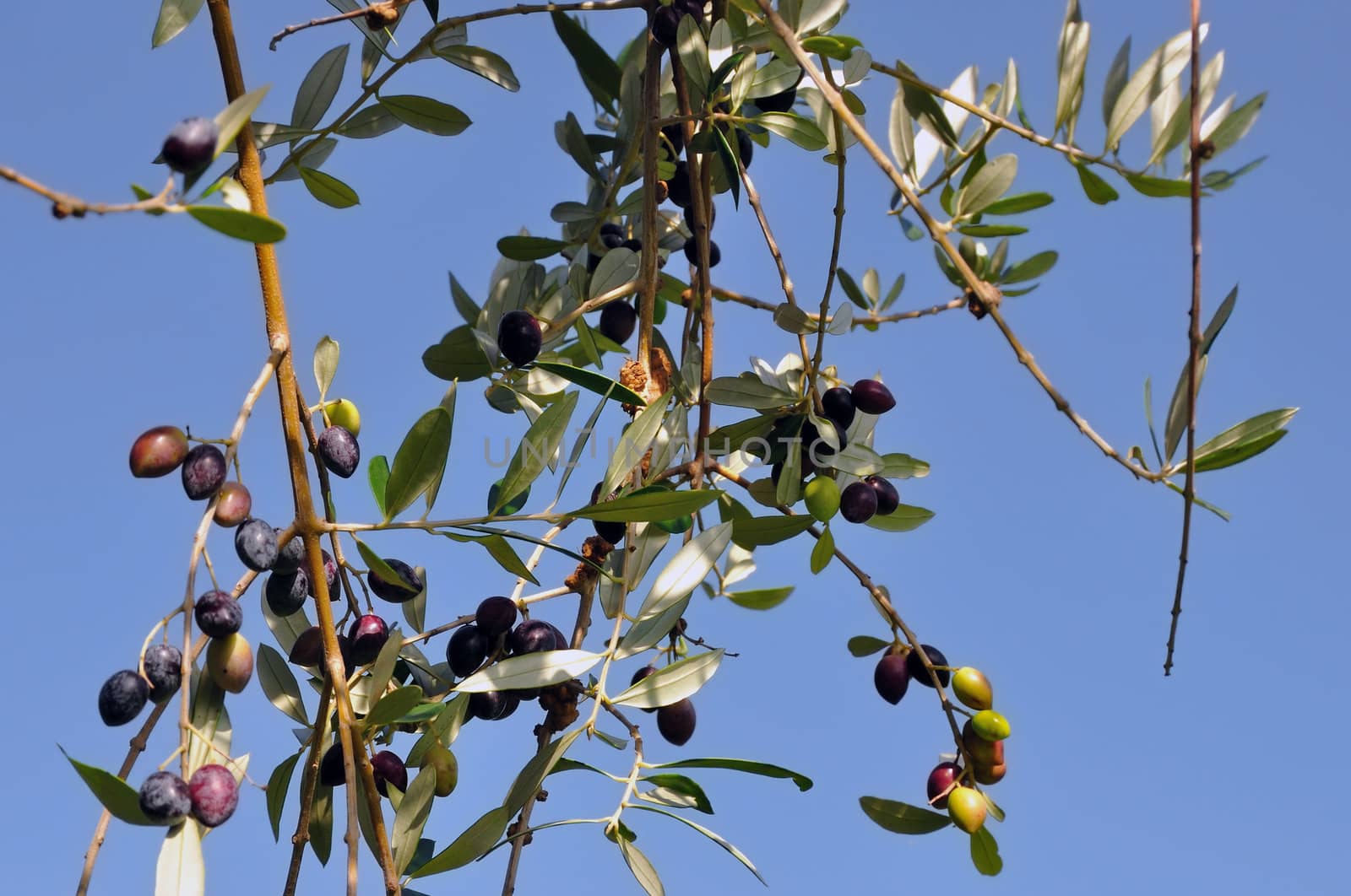 Olives ready for harvest on leafy olive tree branch.