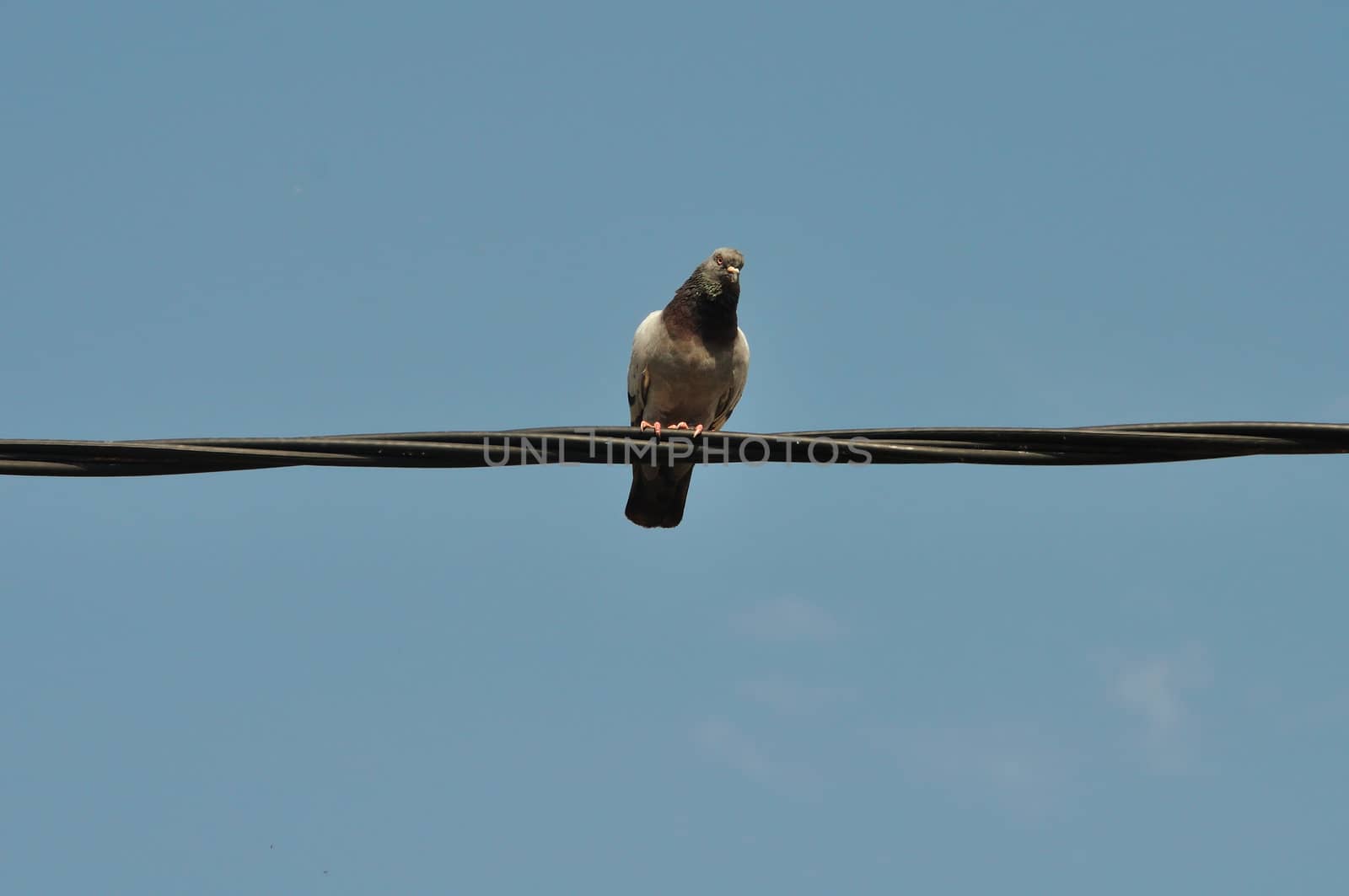 Pigeon bird resting on a wire.