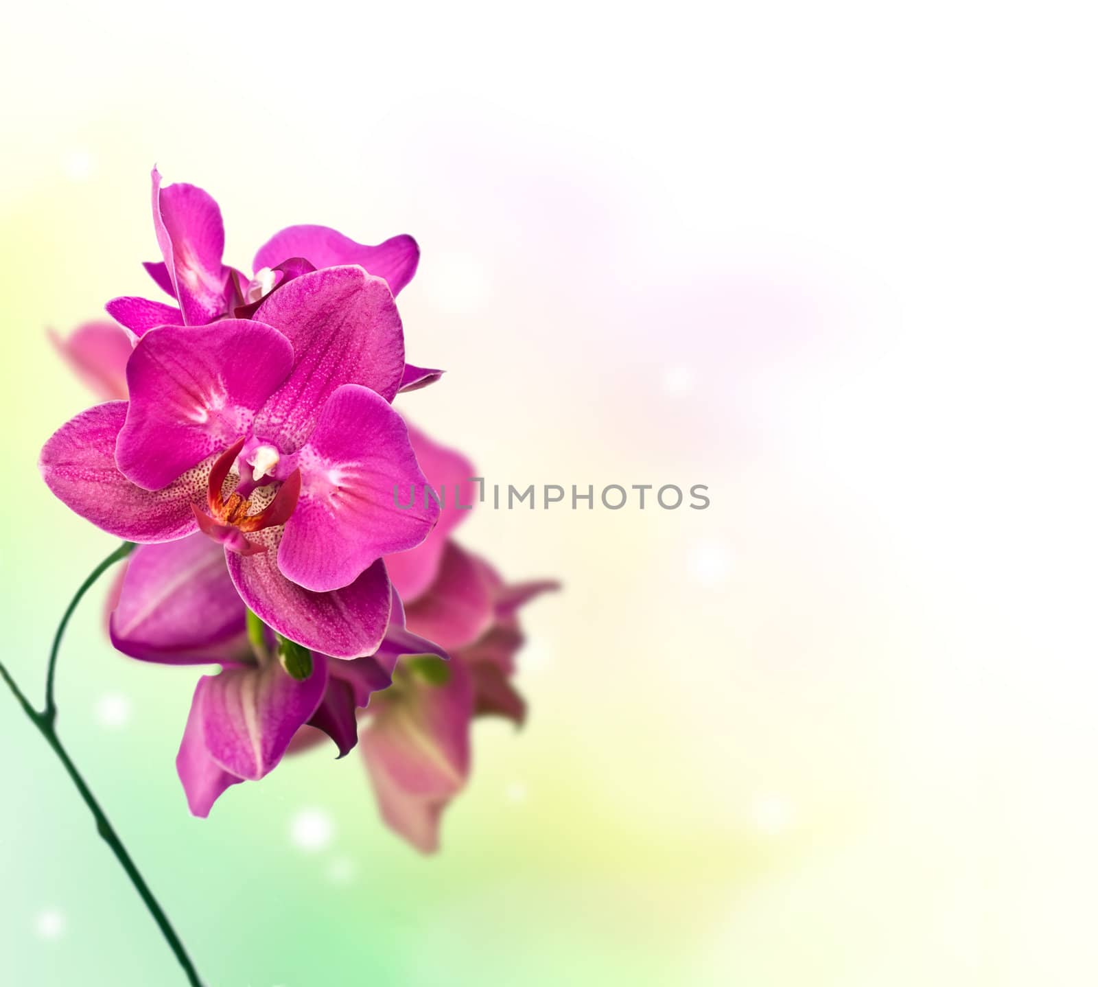 purple orchid phalaenopsis over soft bokeh background