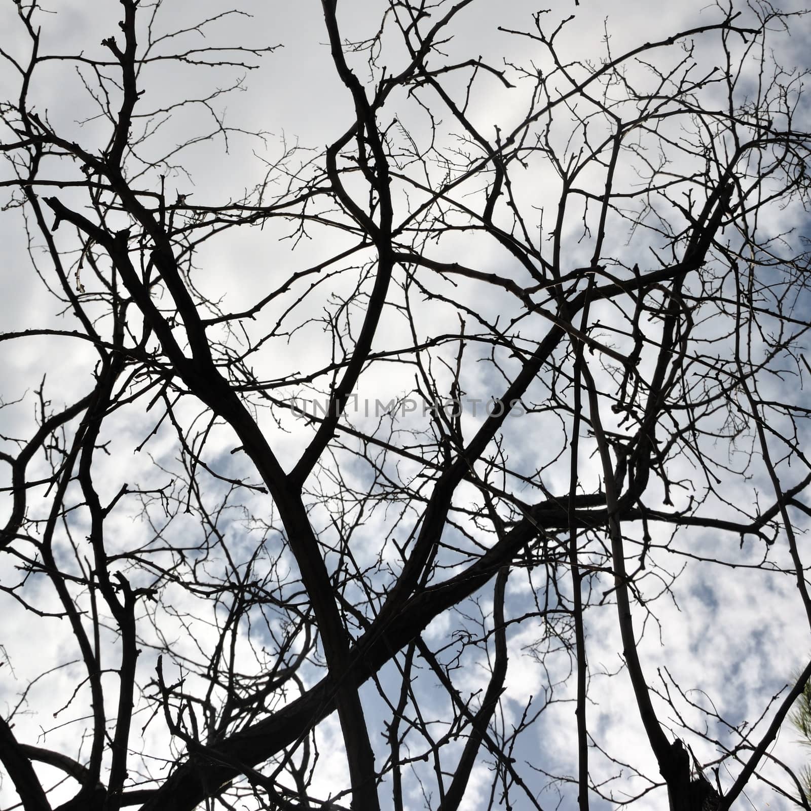 Tangled tree branches silhouette under a cloudy winter sky.