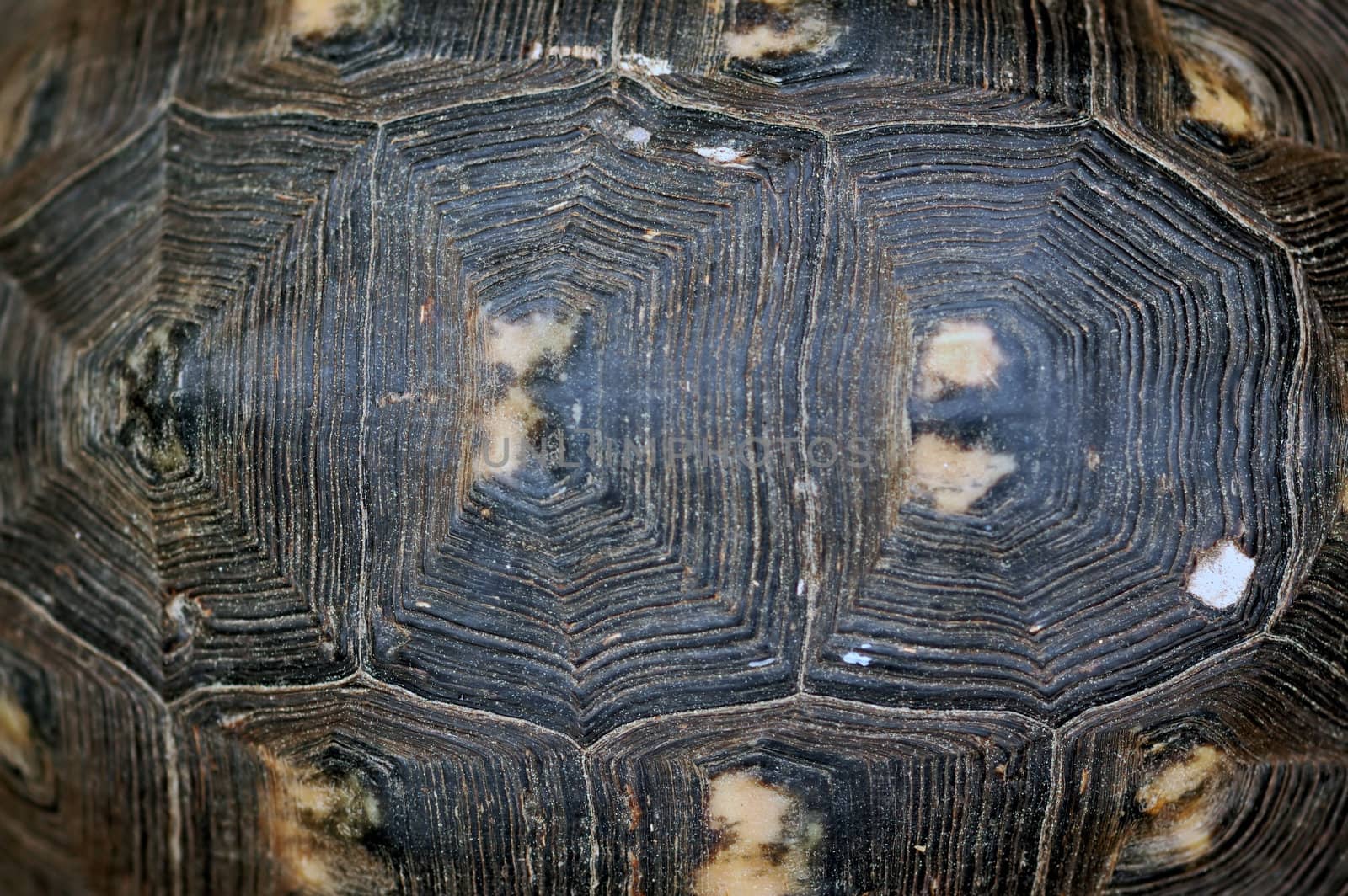 Turtle shell background texture macro. Selective focus.