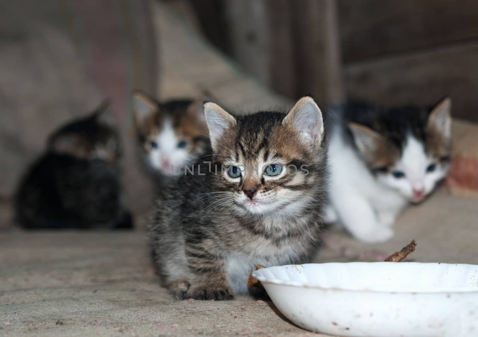 kitten sits next to a bowl