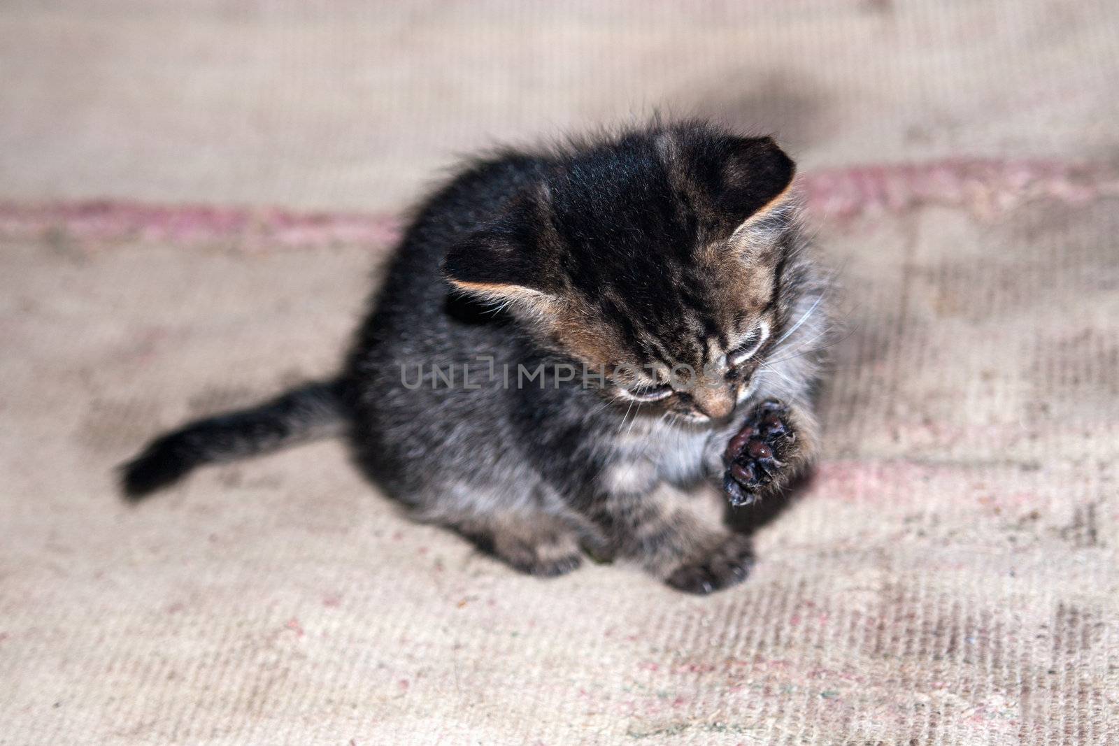 funny cat looking at his paw