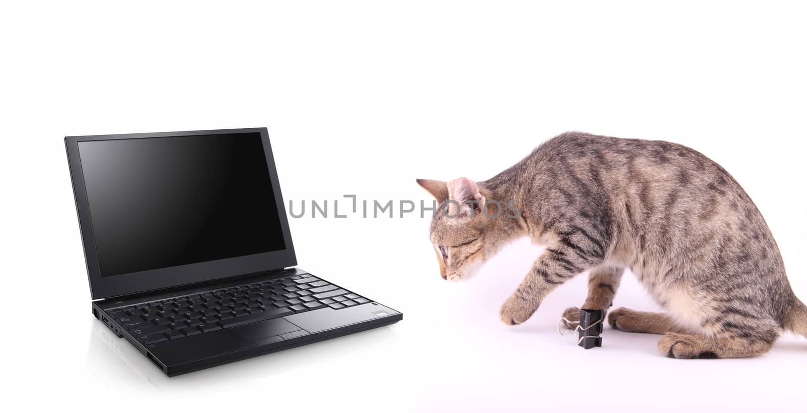 laptop and cat  on white background. tehnology concept