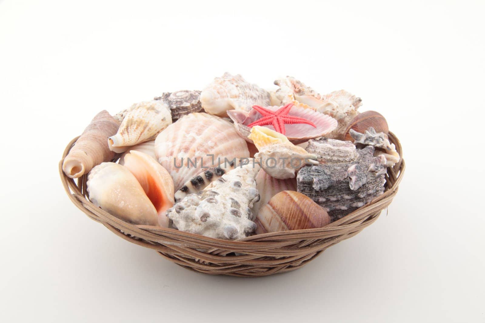 different shells on basket by shutswis