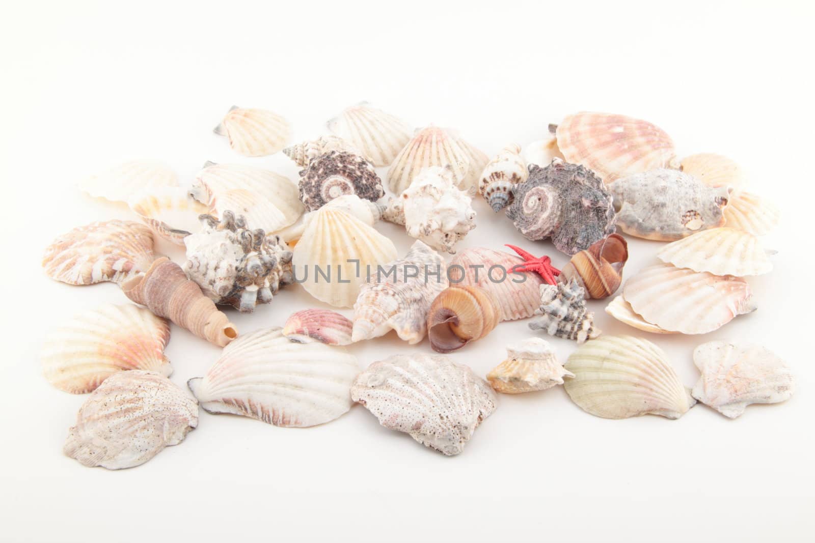 Seashell collection on white or isolated. sea food