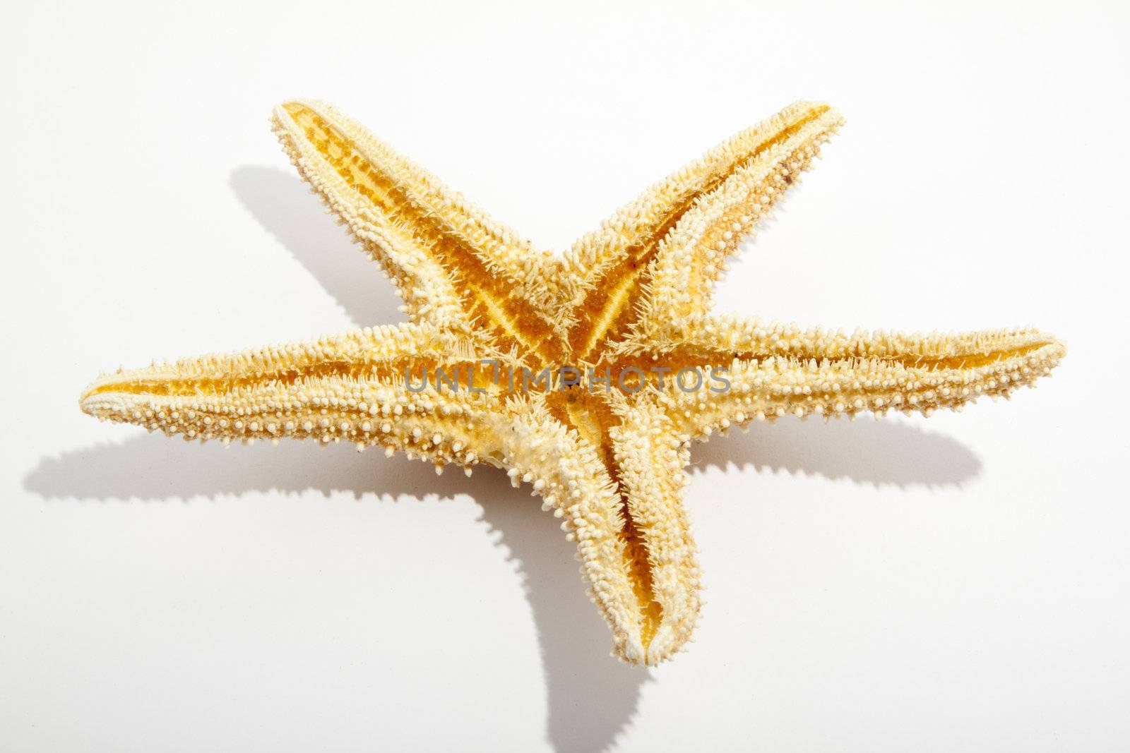 Starfish from oceans deep water on white background