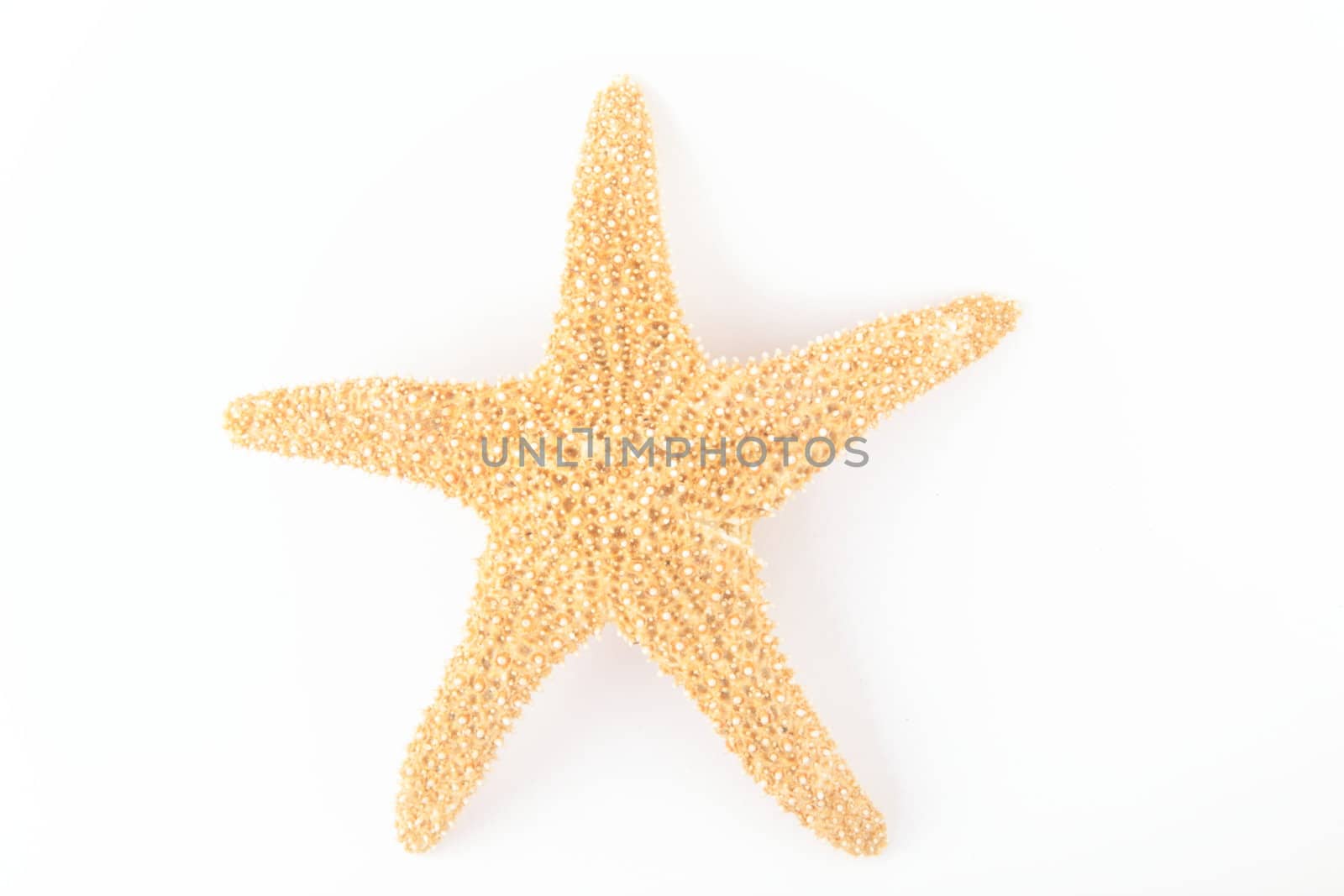 Starfish from oceans by shutswis