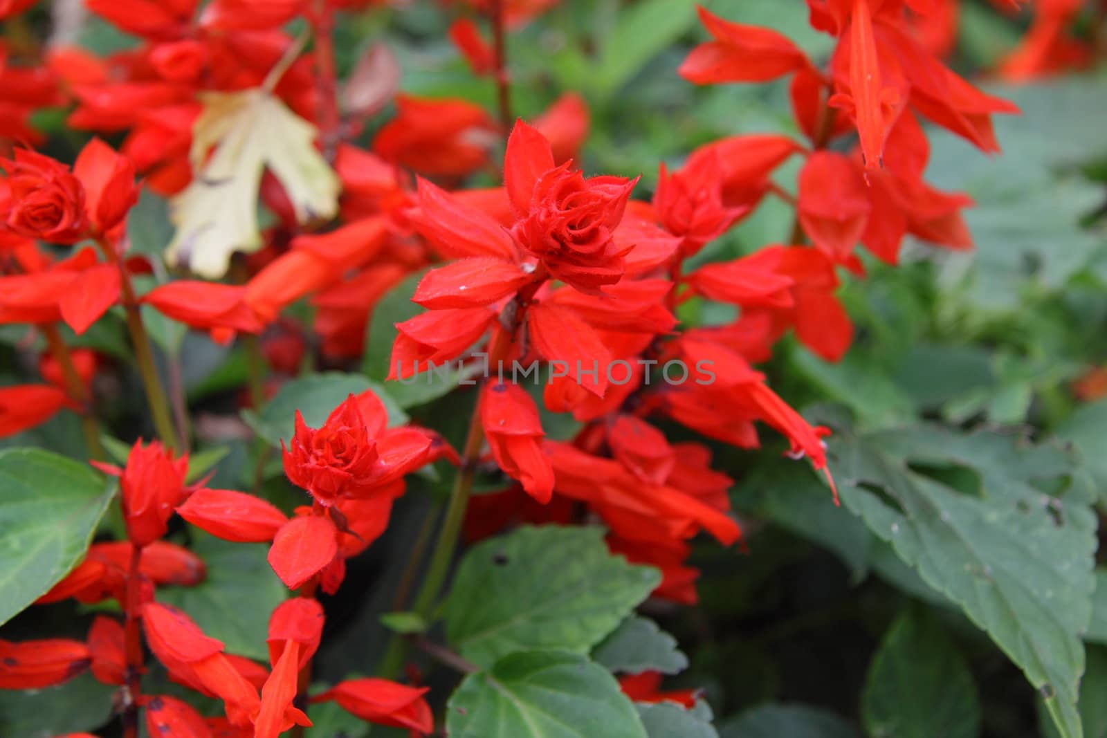 Close-up of red flowers by shutswis