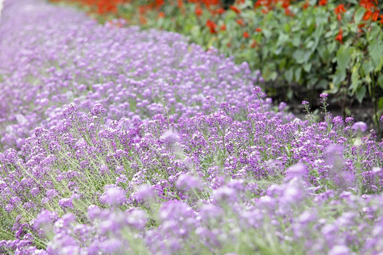 Purple flower carpet background or texture for site