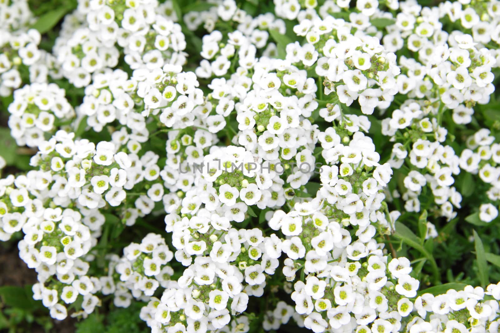 white flowers close up background or texture