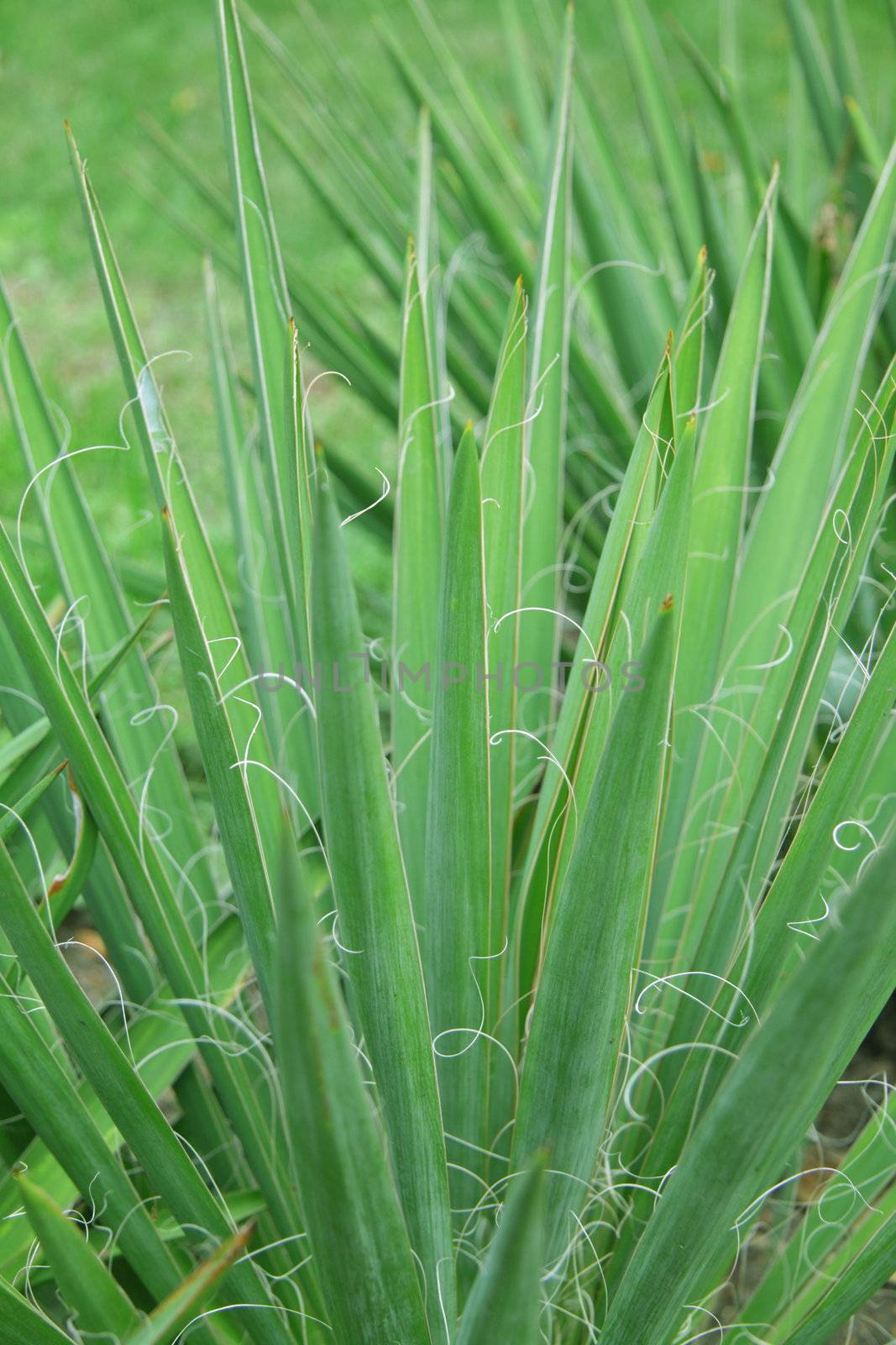 Close-up of green plant background or texture
