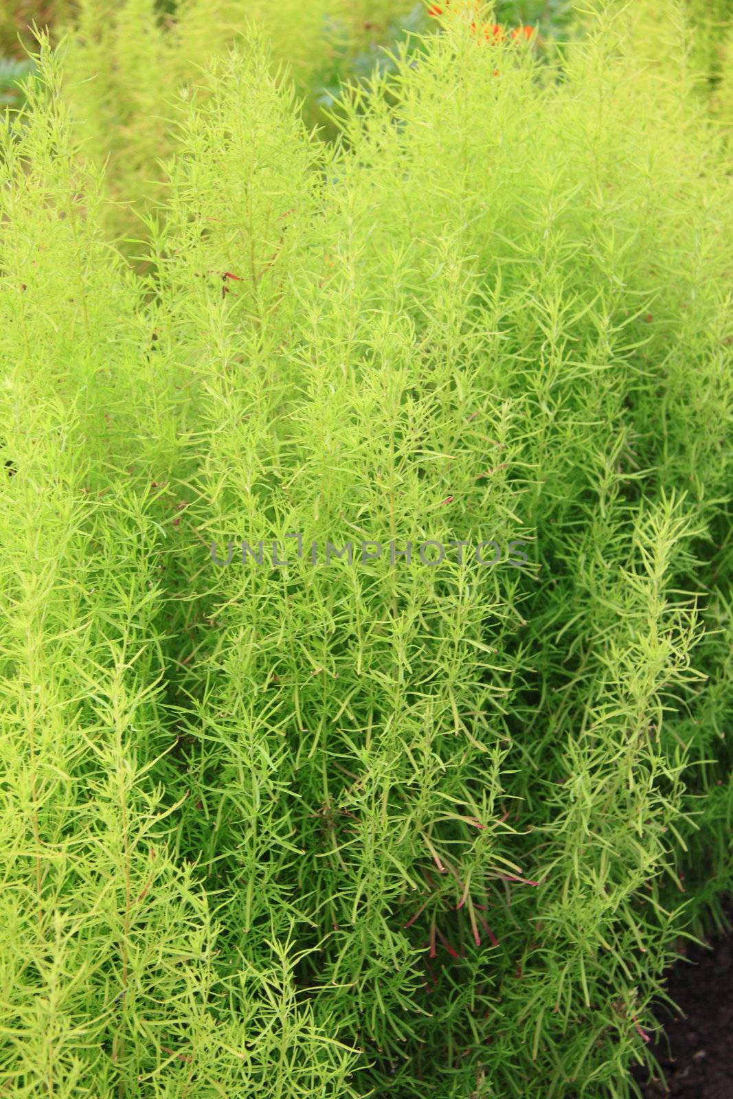 Abstract Nature of a Garden Hedge background