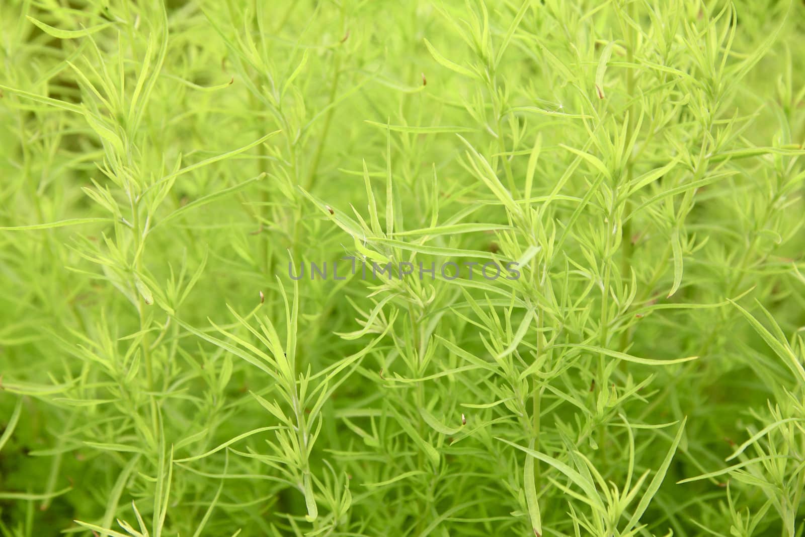 green grass background or texture for you site