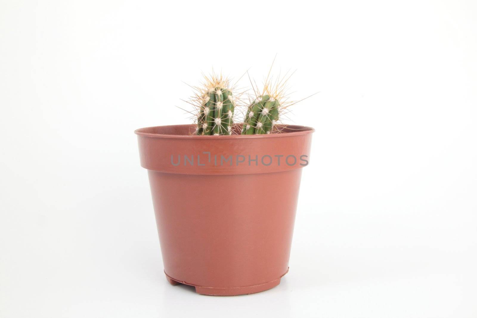 Two Cactus with Thorns in a Pot by shutswis