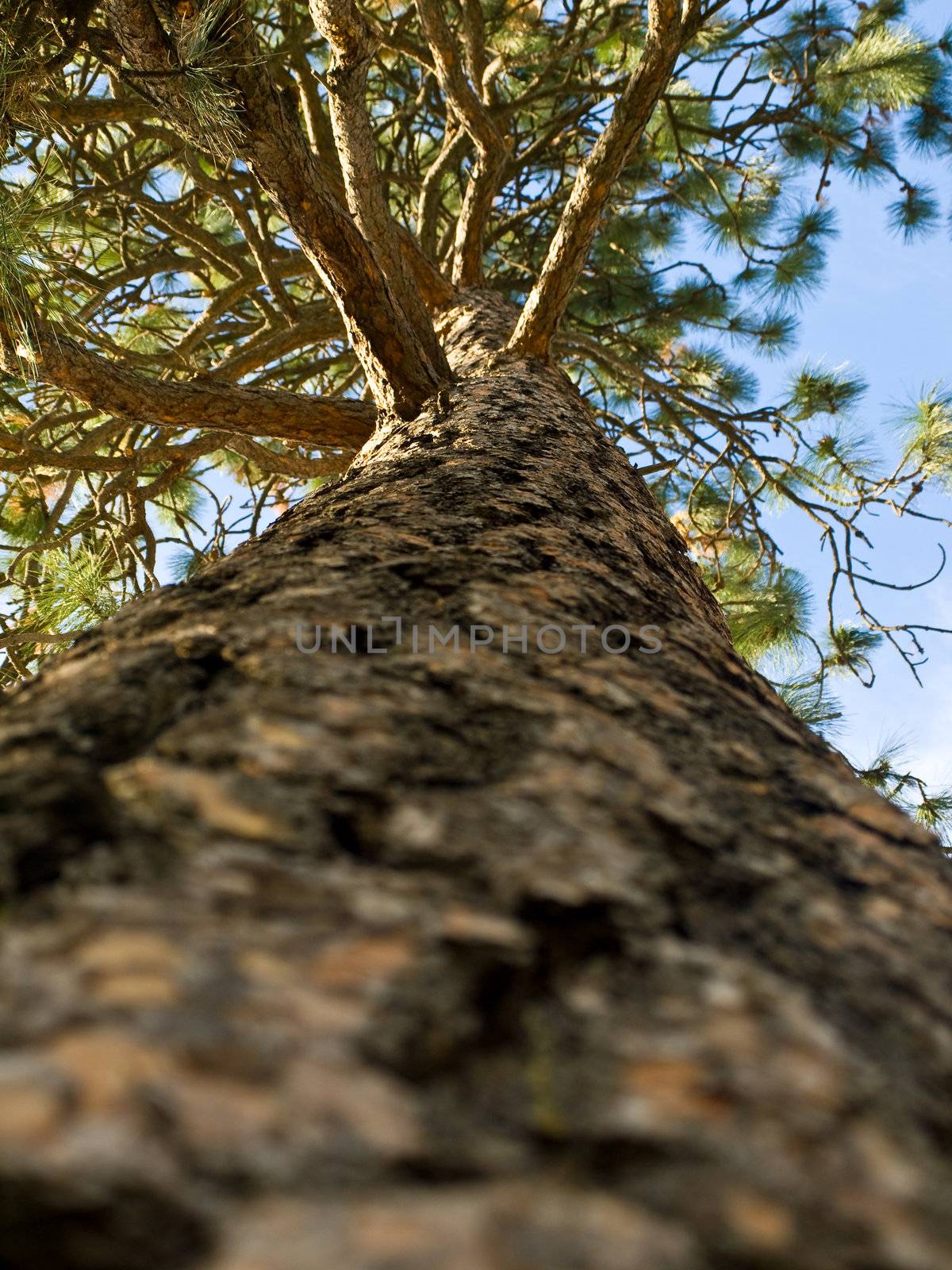 Evergreen tree with blue sky in the background 