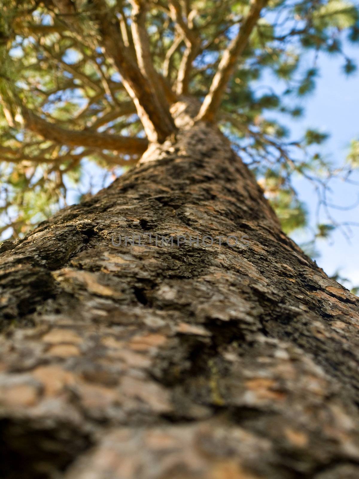 Evergreen tree with blue sky in the background 