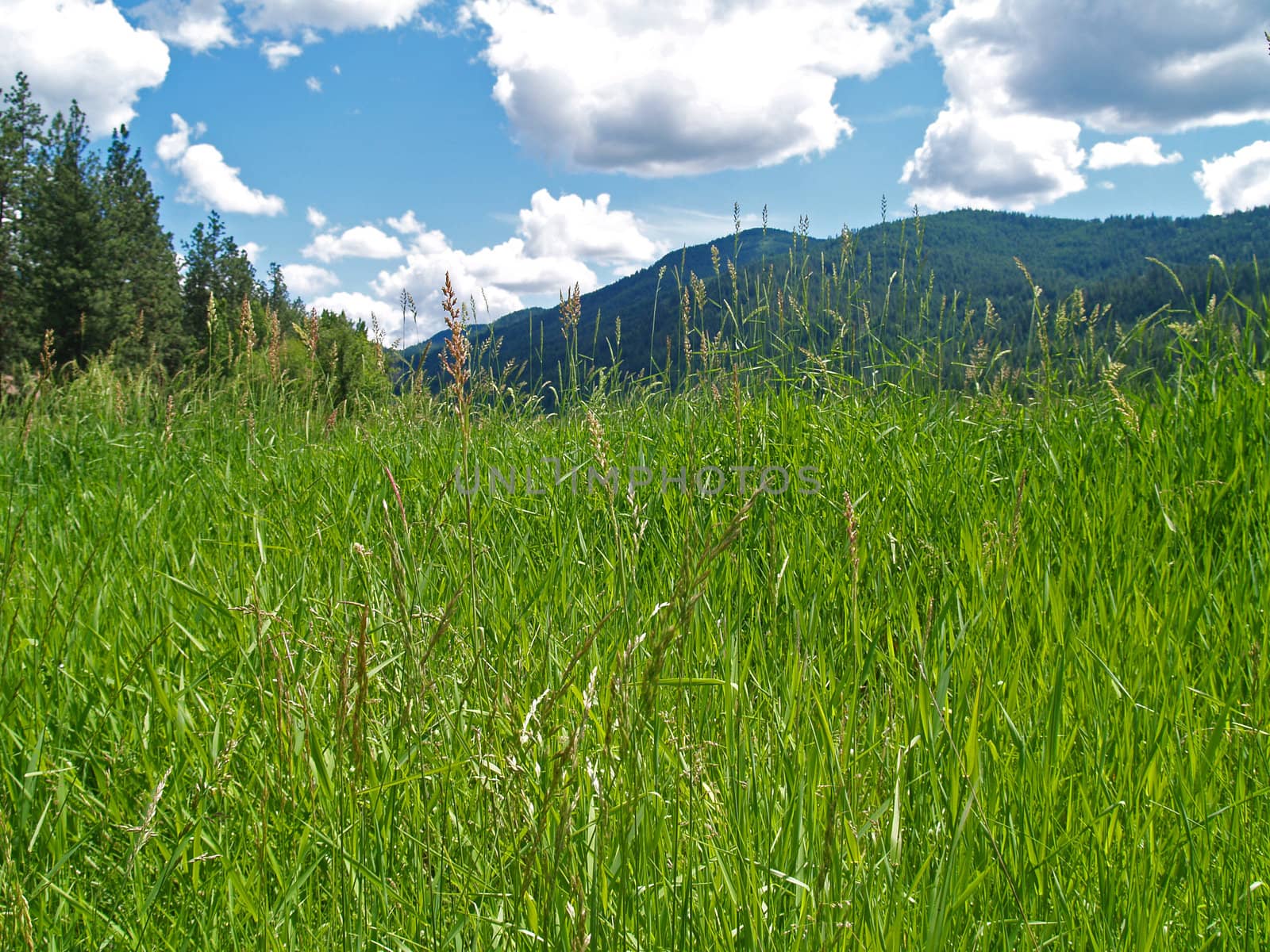 Grassy Field with Mountains and a Partly Cloudy Blue Sky in Background