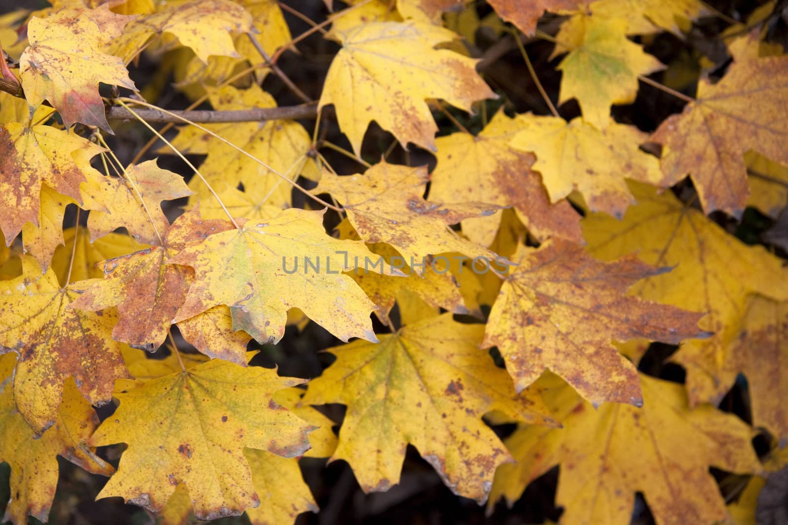 Background of dry yellow leaves for your site