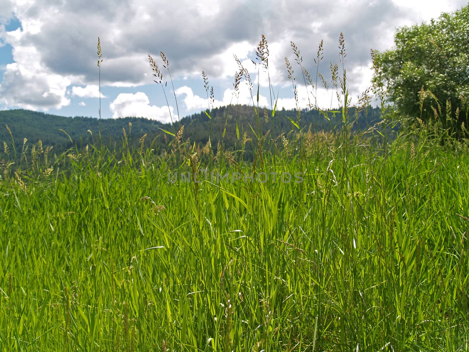 Grassy Field with Mountains and a Partly Cloudy Blue Sky in Background