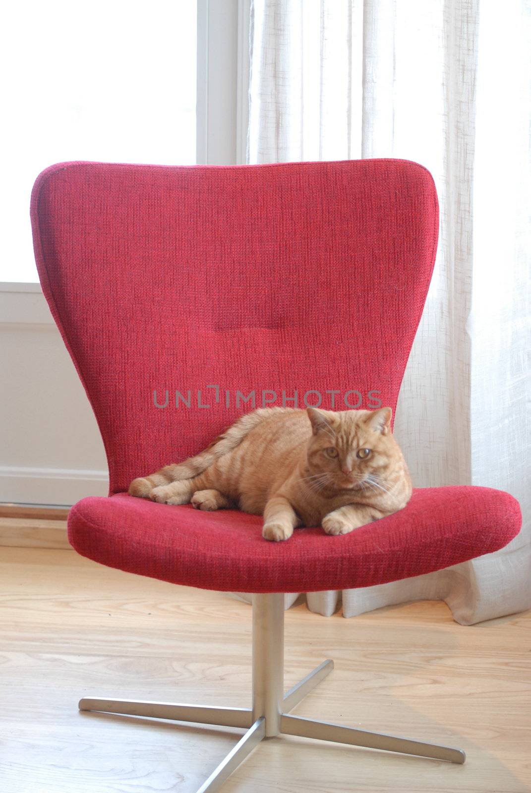 Cat in red chair by Bildehagen