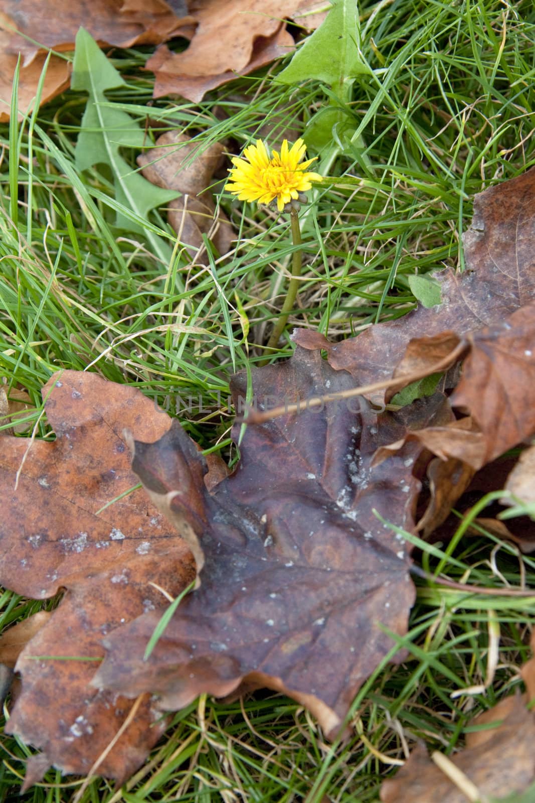 Dandelion in leaves close up on white background