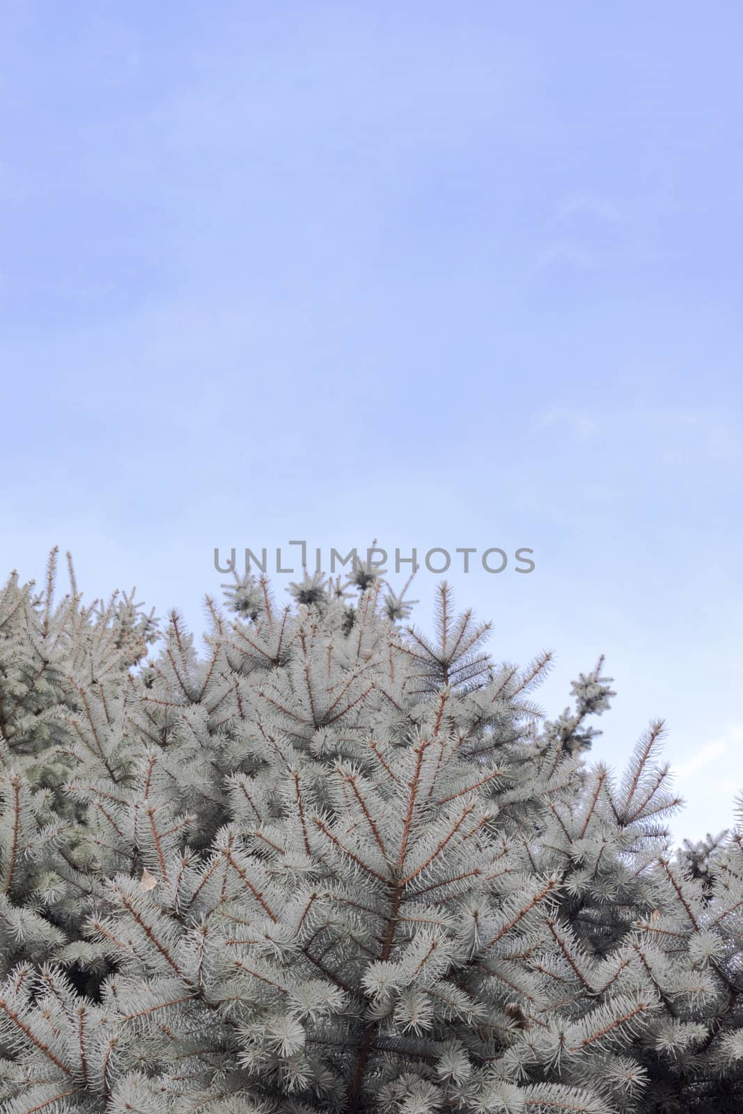 Pine tree against sky close up background